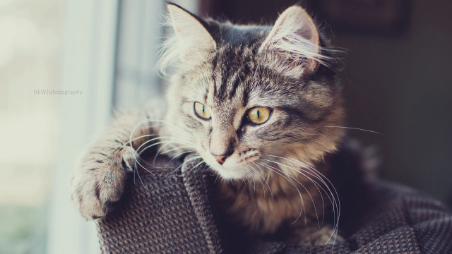 Cat couch window paw artist free wallpaper - medium preview image