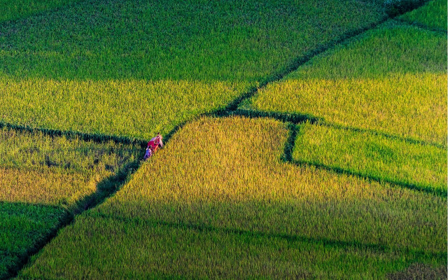 Cao zhibai green grass shadow free wallpaper - medium preview image