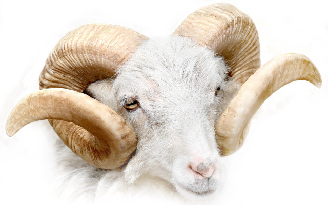 Ram large horns looking camera free wallpaper - medium preview image