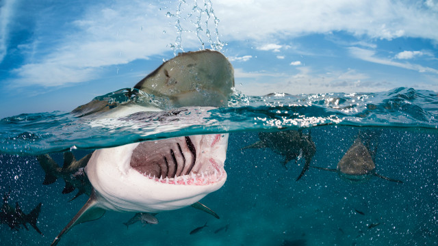 Shark open fish surface rayonism free wallpaper - medium preview image