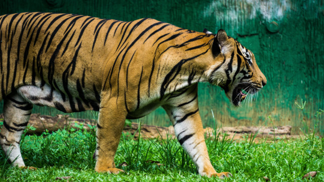 Tiger walking green field forest free wallpaper - medium preview image