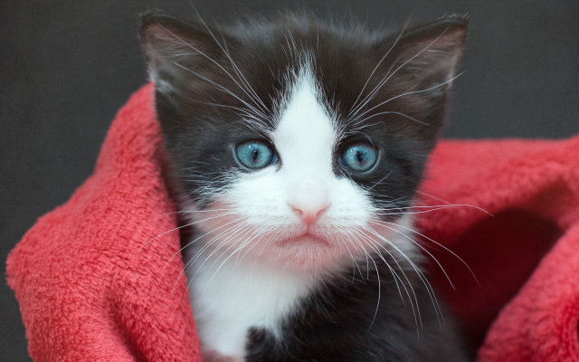 Black white kitten blue eyes #2 free wallpaper - medium preview image
