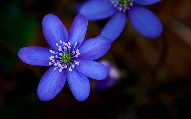 Blue flower butterfly macro dark free wallpaper - medium preview image