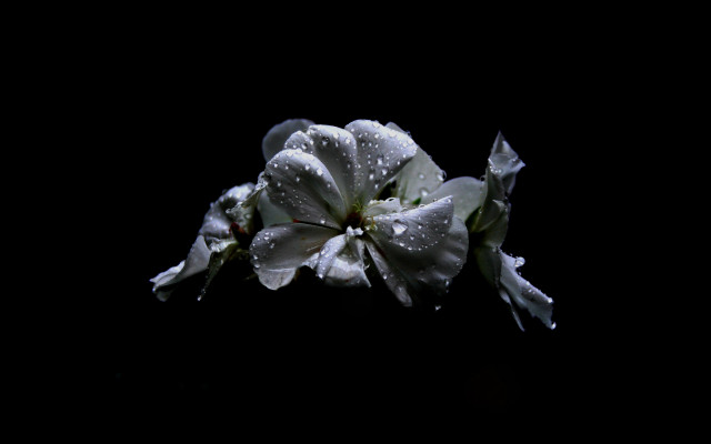 White flower water droplets dark free wallpaper - medium preview image