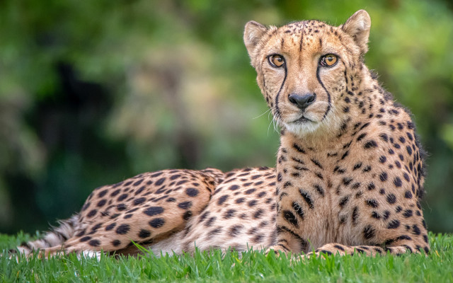 Cheetah grass blurry background nature free wallpaper - medium preview image
