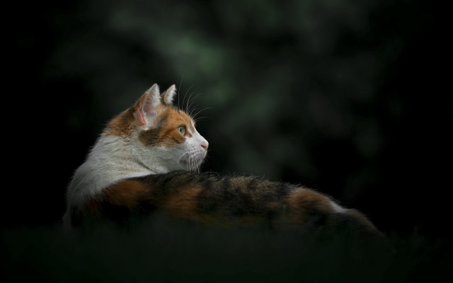 Cat grass back black background free wallpaper - medium preview image