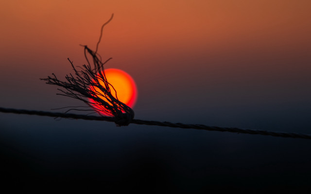Sunset plant wire blurry background free wallpaper - medium preview image