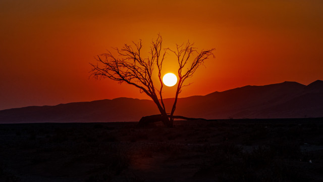 Desert tree sunset mountains moon free wallpaper - medium preview image