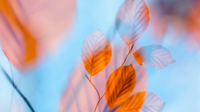 Leaf branch autumn macro blue free wallpaper - medium preview image