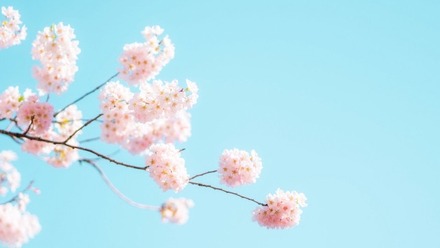 Pink flowers branch blue sky #3 free wallpaper - medium preview image