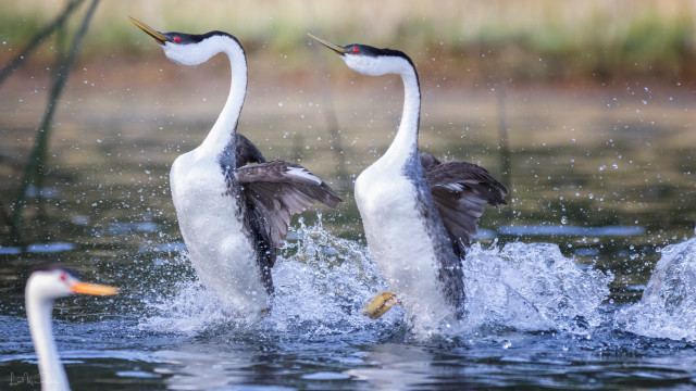 Geese splash water aurora night free wallpaper - medium preview image