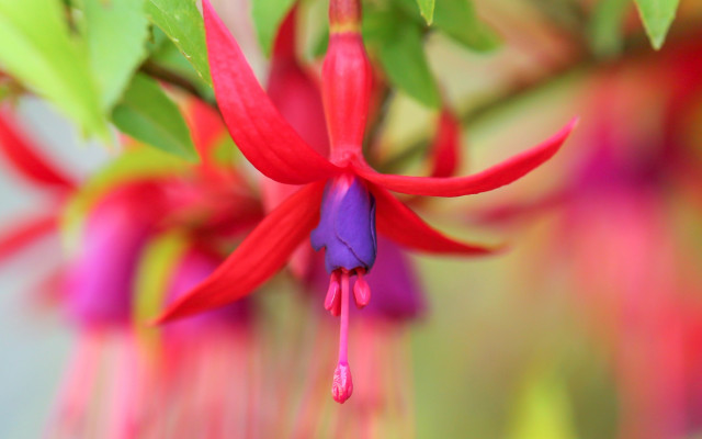 Flower macro summer vibrancy bokeh free wallpaper - medium preview image
