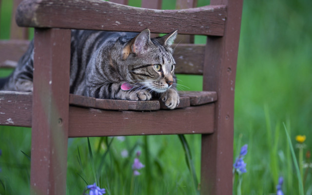 Cat chair field flower blurry free wallpaper - medium preview image