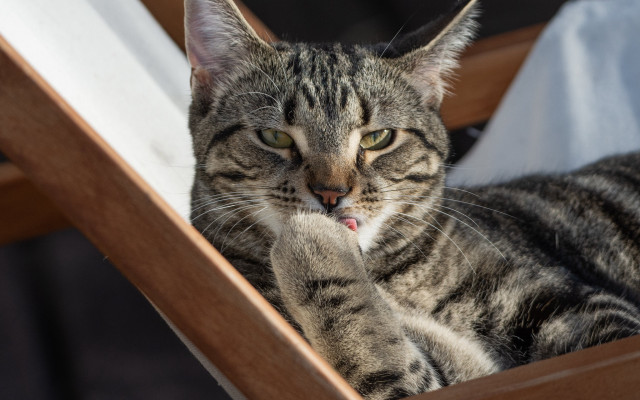 Cat sitting wooden chair paw free wallpaper - medium preview image