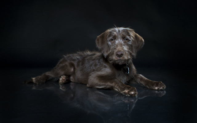 Dog laying black surface closed free wallpaper - medium preview image