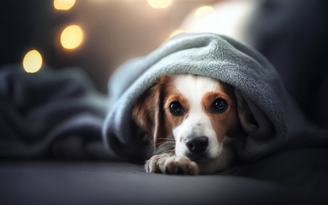 Dog blanket moonlight night sky free wallpaper - medium preview image