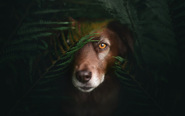 Dog leaf fern photorealistic animal free wallpaper - medium preview image