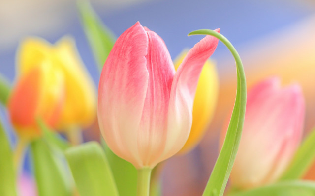 Pink flower closeup bokeh blur free wallpaper - medium preview image