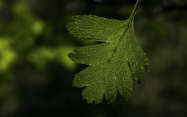 Green leaf blurry background macro #3 free wallpaper - medium preview image