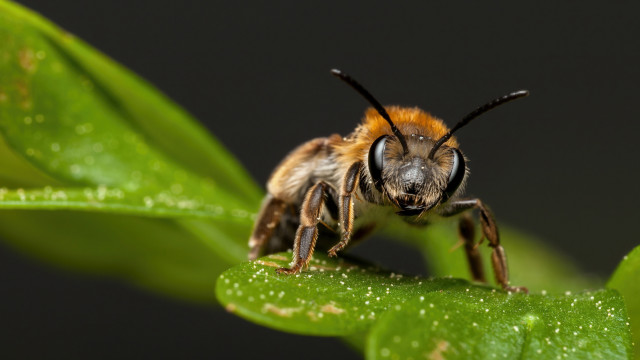 Bee green leaf water drops free wallpaper - medium preview image