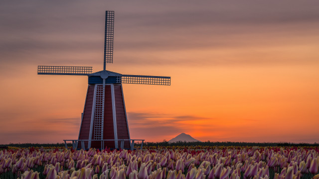 Windmill flower field sunset mountain free wallpaper - medium preview image