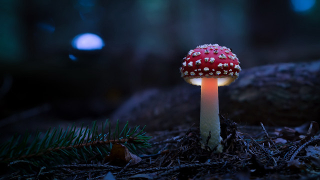 Mushroom white dots woods night free wallpaper - medium preview image