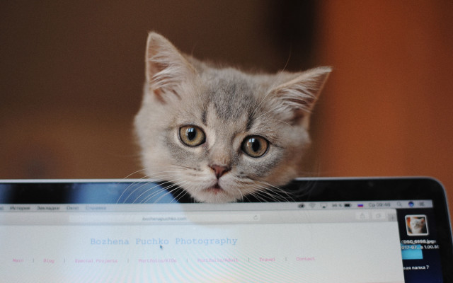 Kitten laptop room wooden wall free wallpaper - medium preview image
