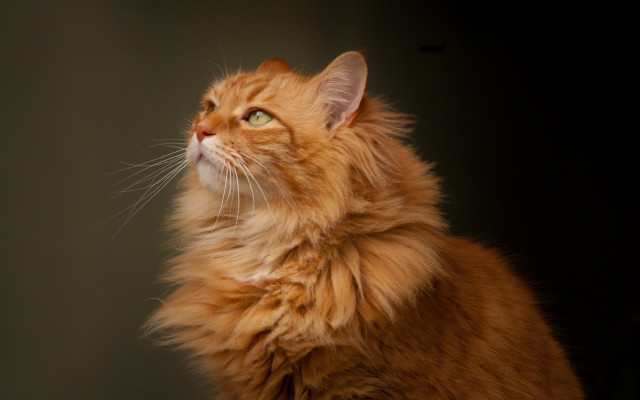 Regal longhairedcat portrait animal focus free wallpaper - medium preview image