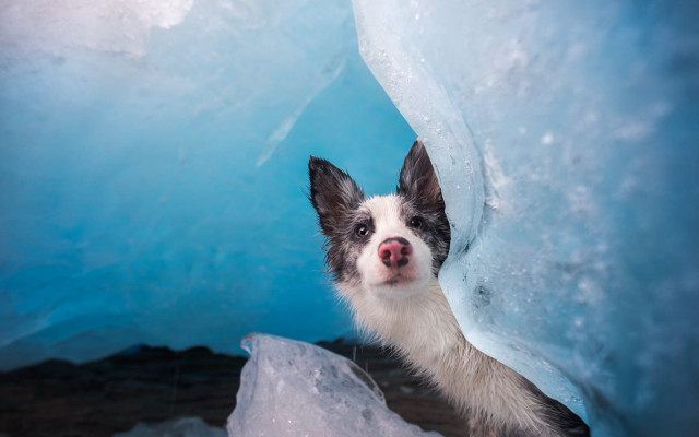 Dog iceberg ice chunks outdoors free wallpaper - medium preview image