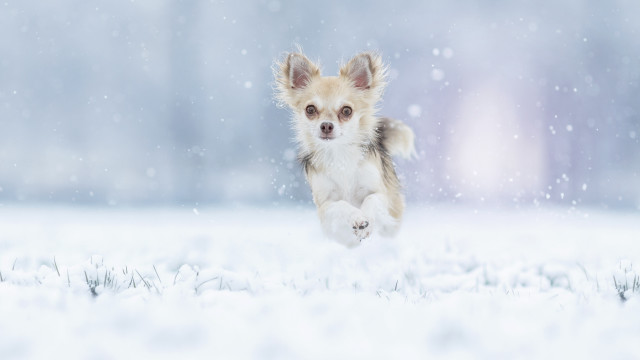 Small dog running snow winter free wallpaper - medium preview image