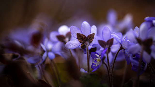 Purple butterfly flower bokeh macro free wallpaper - medium preview image
