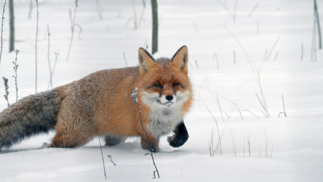 Red fox snow woods tails free wallpaper - medium preview image