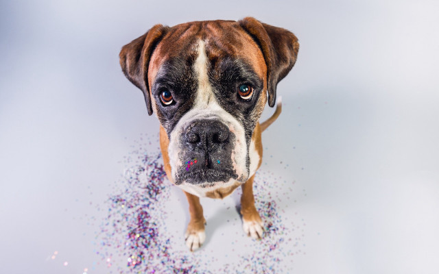Dog sprinkles blue eyes animals free wallpaper - medium preview image