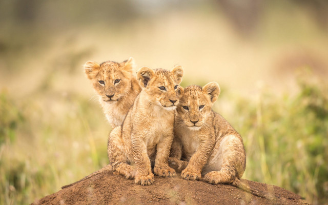 Three lions rock field wildlife free wallpaper - medium preview image