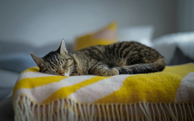 Cat sleeping blanket bed pillows free wallpaper - medium preview image