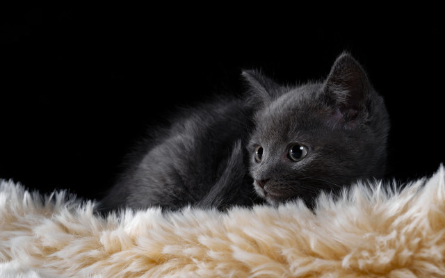 Kitten fluffy blanket black background free wallpaper - medium preview image