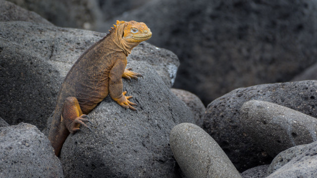 Lizard rock beach sun blurry free wallpaper - medium preview image