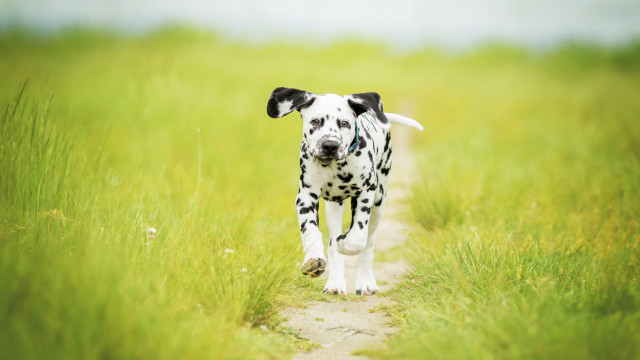 Dalmatian tallgrass field blurry nature free wallpaper - medium preview image