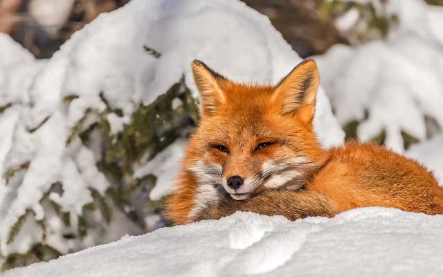 Red fox snow blurry photorealistic free wallpaper - medium preview image