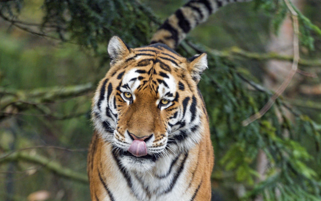 Tiger forest bamboo blurry motion free wallpaper - medium preview image