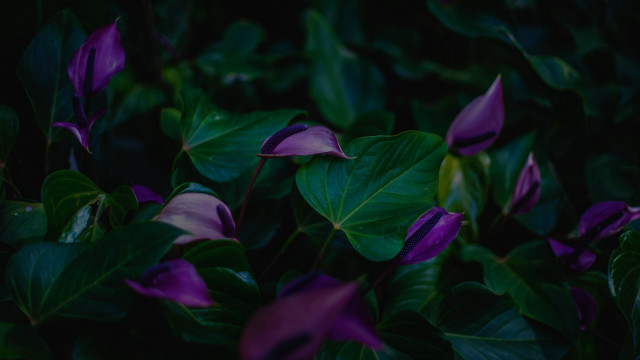 Purple flower green leaves blurry #8 free wallpaper - medium preview image