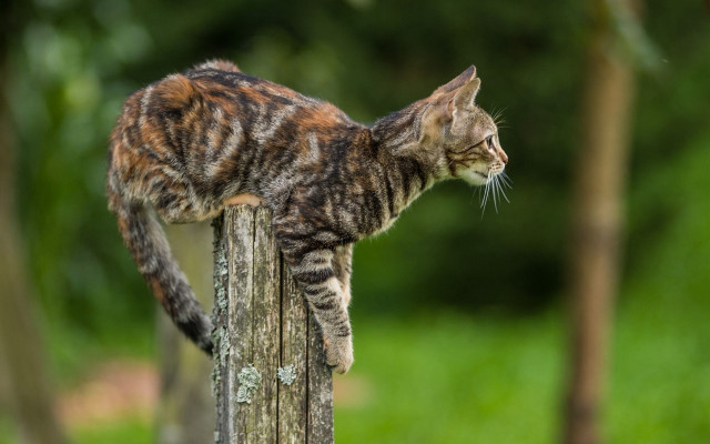 Cat wooden post forest blurry free wallpaper - medium preview image
