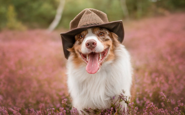 Dog hat flower field tongue free wallpaper - medium preview image