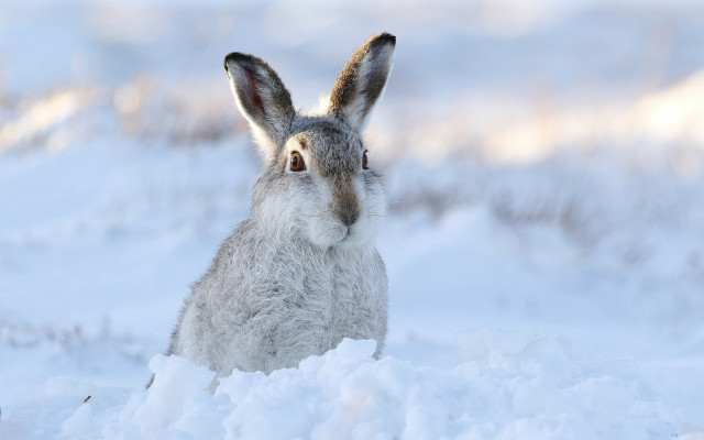 Rabbit sitting snow looking camera free wallpaper - medium preview image