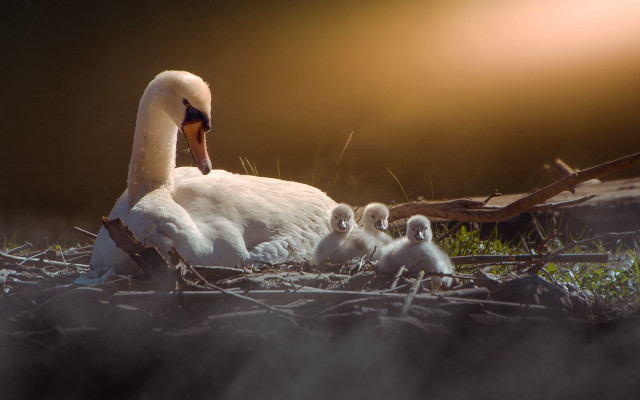 Swan babies nest setting sunlight free wallpaper - medium preview image
