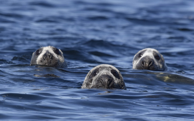 Sea lions ocean ecological art free wallpaper - medium preview image