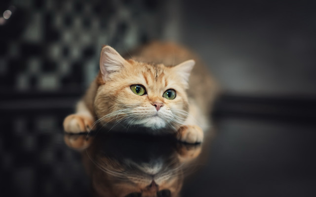 White cat green eyes reflection free wallpaper - medium preview image