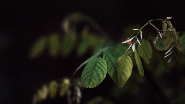 Leaf closeup blurry background macro free wallpaper - medium preview image