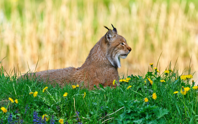 Lynx wildflowers grass blurry background free wallpaper - medium preview image