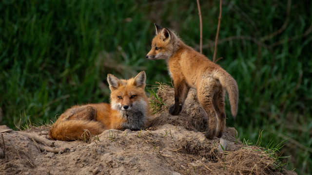 Foxes mound ecological wildlife photo free wallpaper - medium preview image